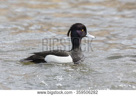 Male Tufted Duck At Burnaby Lake Bc Canada. March 2020