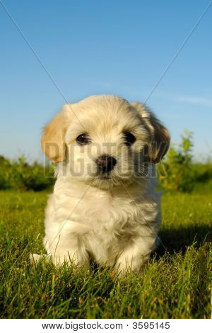 Bichon młody szczeniak