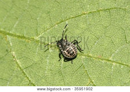 Stinkbug