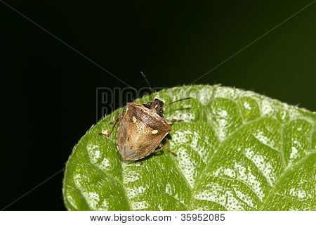 Stinkbug