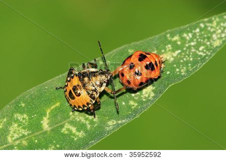 Stinkbug
