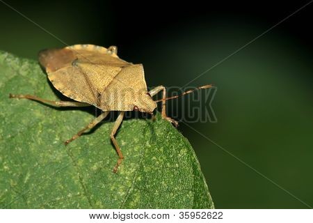 Stinkbug
