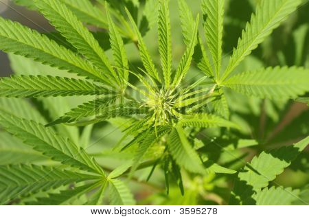 Macro de cannabis