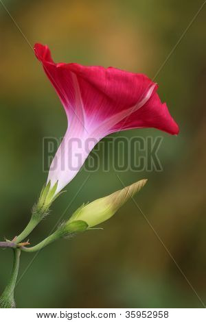 Blomster