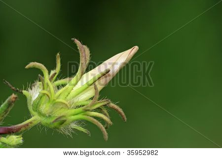 Blomster