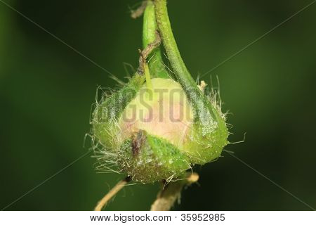 Frugt