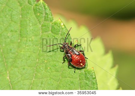 Stinkbug