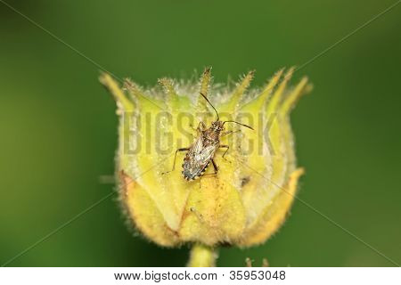Stinkbug