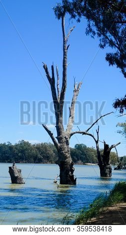Dead Gumtree In Murray River Renmark Australia