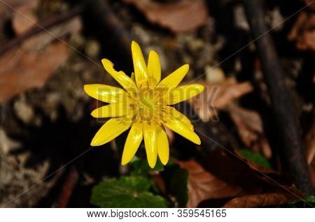 Close Up Of Yellow Flower, Lesser Celandine Or Ranunculus Ficaria