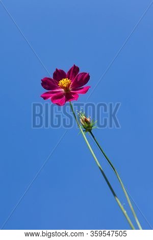 Beautiful Red Cosmos Flower Against Blue Sky