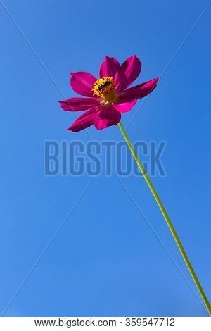 Beautiful Red Cosmos Flower Against Blue Sky