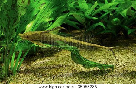 Whiptail havkat