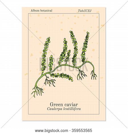 Sea Grapes Or Green Caviar Caulerpa Lentillifera , Edible Seaweed. Hand Drawn Botanical Vector Illus