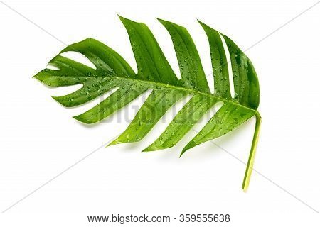 [monstera Deliciosa] Green Leaves With Water Drops Of Monstera Or Split-leaf Philodendron The Tropic