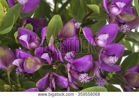 Polygala Myrtifolia In Front Of White Background
