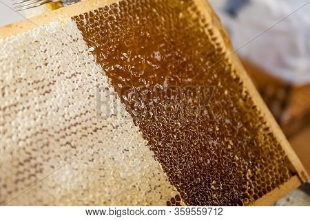 Honeycomb Open Unwaxing Fork Beekeeper Uncapped For Harvest Golden Delicious Honey Closeup