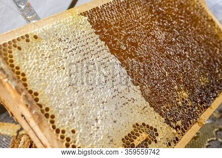 Honeycomb Open Unwaxing Fork Beekeeper Uncapped For Harvest Golden Delicious Honey Closeup