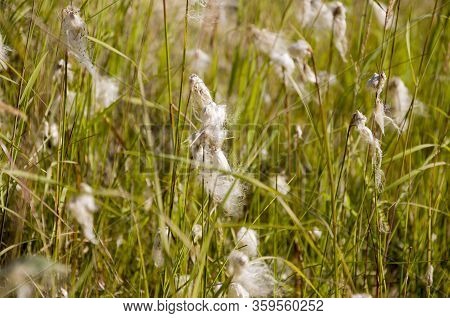 Сotton Grass In The Swamp On The Green Meadow. Marsh, Bog, Morass, Fen, Backwater, Mire, Slough... W