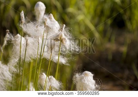 Сotton Grass In The Swamp On The Green Meadow. Marsh, Bog, Morass, Fen, Backwater, Mire, Slough... W