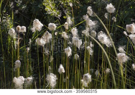 Сotton Grass In The Swamp On The Green Meadow. Marsh, Bog, Morass, Fen, Backwater, Mire, Slough... W
