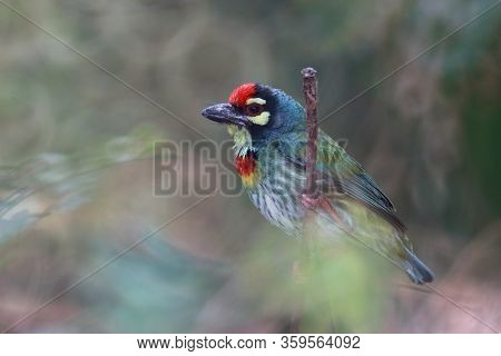 It Is A Bird. It Is A Megalaimidae. It Perched On A Branch. It Is The Smallest. It Have 
Green Body,