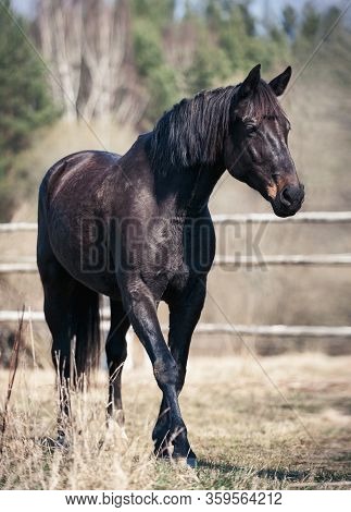 Portrait Of Graceful Thoroughbred Black Horse Curiously Reaching To Something. Multicolored Vertical