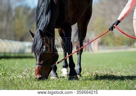 Portrait Of Chestnut Horse Grazing On A Green Grassland. Summertime Colored Outdoors Horizontal Imag