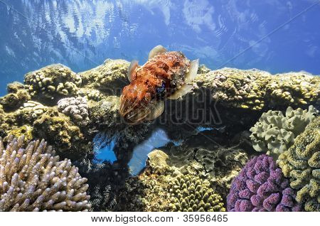 Cuttlefish(sepiida)