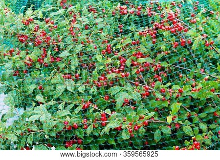 Orient Cherry Covered With Protective Mesh From Birds, Protection Of Harvest In The Garden.