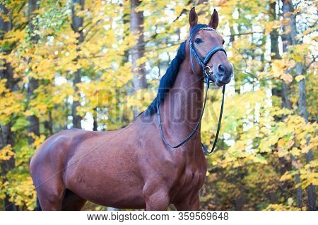 Portrait Of Graceful Thoroughbred Chestnut Horse Standing On Autumn Background. Multicolored Horizon