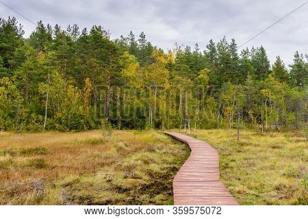 Sestroretsk Swamp. Hiking Trail In The Swamp, Sestroretsk Town, Leningrad Oblast, Russia.