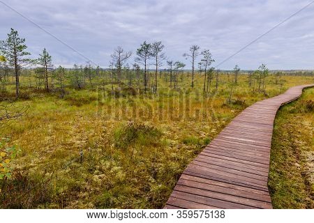Sestroretsk Swamp. Hiking Trail In The Swamp, Sestroretsk Town, Leningrad Oblast, Russia.