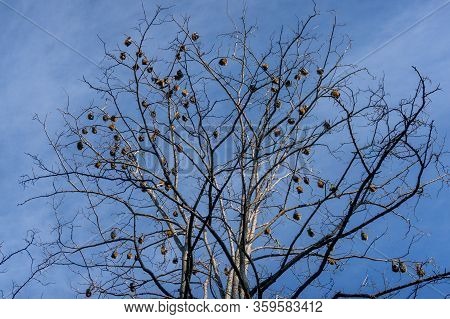 Grey-headed Flying Fox Colony On A Bare Eucalyptus Tree With Blue Sky On The Background. Pteropus Po