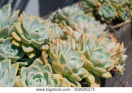 Beautiful Succulent Plants In The Flowerpot Outdoors. Echeveria Cactus Plant Leaves Close Up Texture