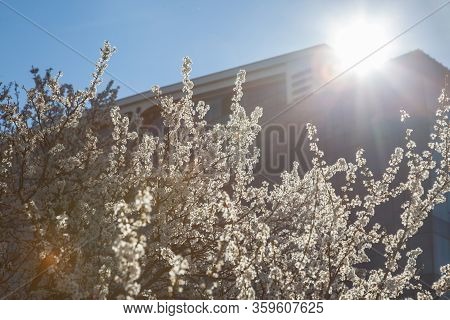 Blossoms On A Blooming Tree During Spring With Buildings In Background. Blossoms Happen At Spring Du