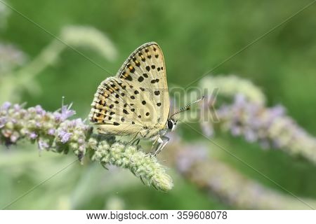 Lycaena Tityrus, Sooty Copper Butterfly In The Grass. Small Blue Butterfly On Wild Flowers