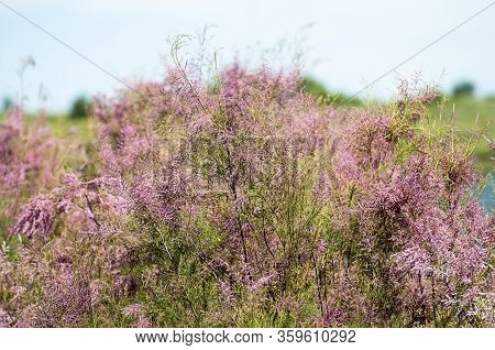 Branch With Pink Flowers Of The Tamarisk Or Tamarix Ramosissima.