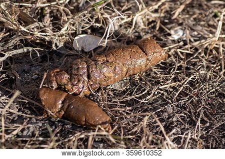Close Up Feces, Dog Poop Background On Soil Of Dog Feces Soil On Gravel Field. Shit Dog On Dry Grass