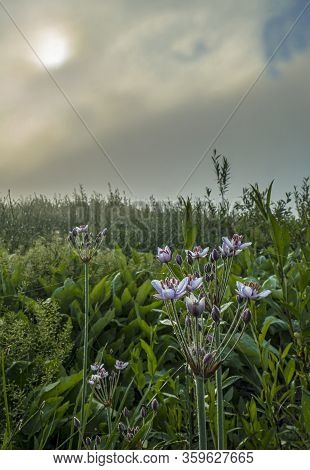 Butomus Umbell Tus On A Foggy Morning
