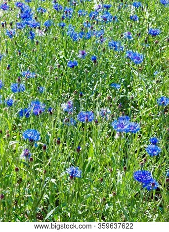 Cornflower, Centaurea Cyanus, Asteraceae. Cornflower Herb Or Bachelor Button Flower In Garden.