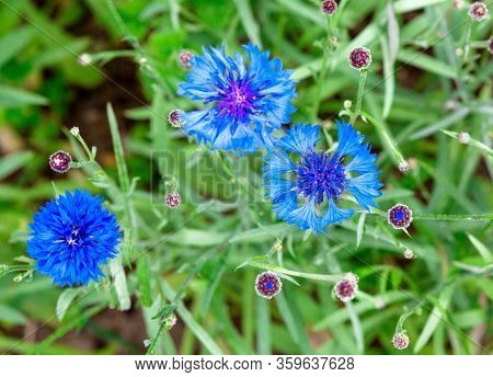 Cornflower, Centaurea Cyanus, Asteraceae. Cornflower Herb Or Bachelor Button Flower In Garden.