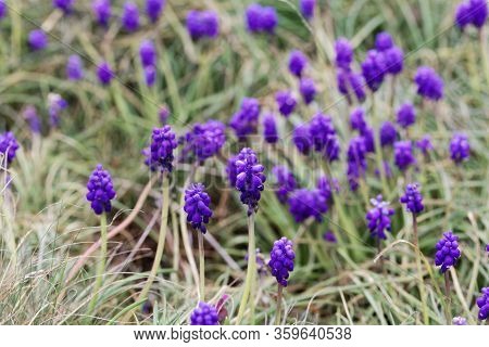Flowers Of Grape Hyacinths, Muscari Neglectum, In A Meadow