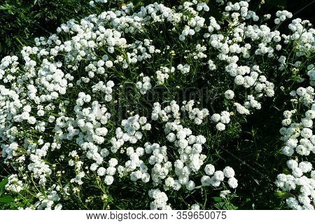 Iberis Sempervirens White Flowering Plant. Spring White Iberis Flower.