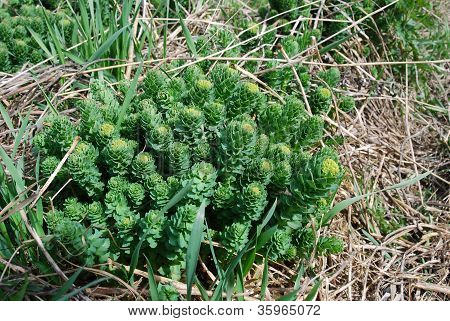 Rhodiola Rosea