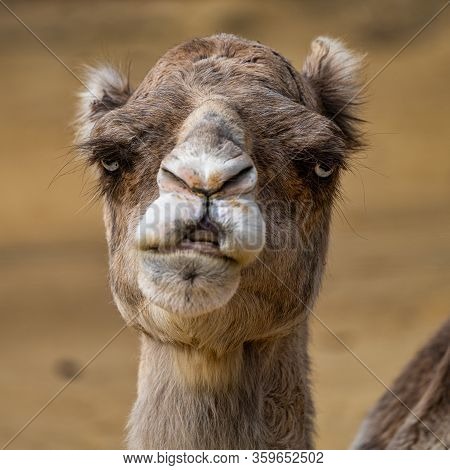 Dromedary, Camelus Dromedarius In Jerez De La Frontera, Andalusia In Spain