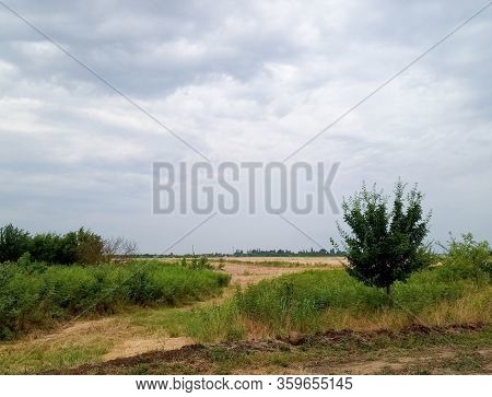 Rural Landscape, Beveled Hay And Trees Next To The Field.