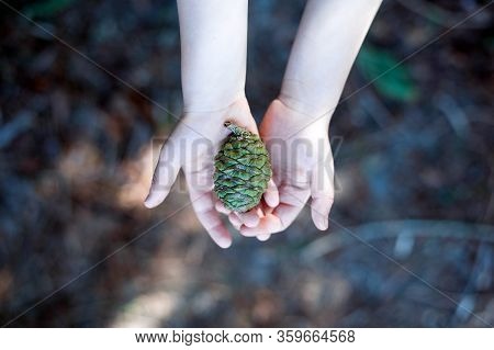 Unrecognizable Child Holding A Green Cone Of Redwood On Palms.