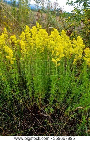 Blooming Field Of The Lady's Or Yellow Bedstraw (galium Verum)