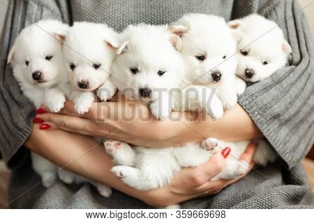Cute Adorable Fluffy White Spitz Dog Puppies In Hands